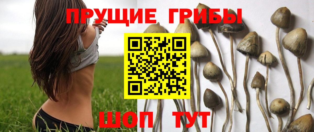 Галлюциногенные грибы Cubensis Дедовск
